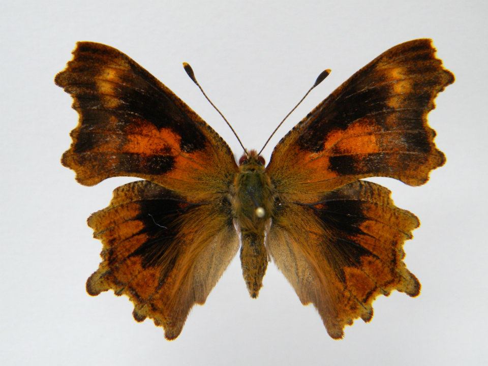 Polygonia c-album abb 4 (Internet Image property of respective owner, non-commercial use only)